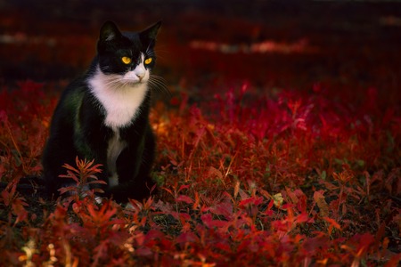 portrait of a black and white cat with bright orange eyes sitting on a red grass concept of autumn and cuteの写真素材