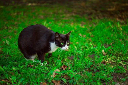 cat sitting on the grass preparing to jump, he clearly noticed the prey concept of homelessness and cuteの写真素材