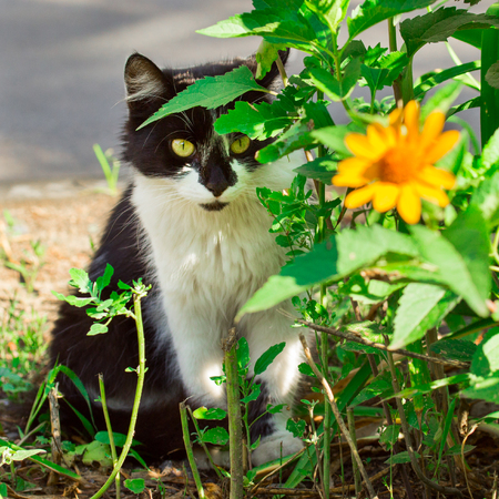 cute black and white cat hiding behind green plants and looking into the cameraの写真素材