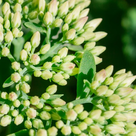 small buds of enchanting flowers closeup concept of plants and gardeningの写真素材