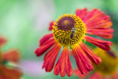 insect sits on bright flower with yellow center and red petals concept of nature and gardening closeupの写真素材