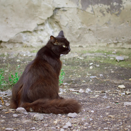 black cat sits amid the crumbling wall of the house The concept of homelessness and the stone jungleの写真素材