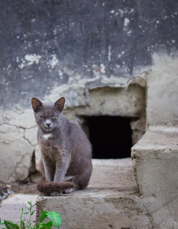 formidable gray cat sits on concrete steps against the backdrop of a dilapidated house wall concept of homelessness and the stone jungleの写真素材