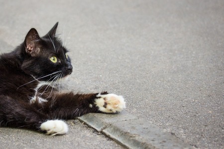 black and white cat lies on the asphalt stretching one paw forward concept of cute and homelessの写真素材