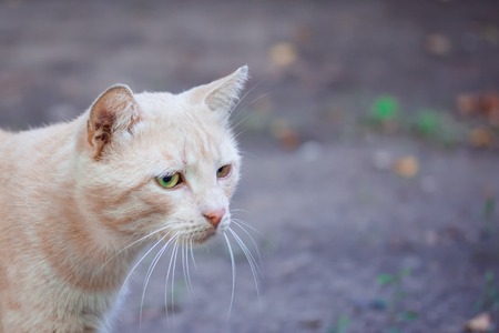 portrait of a sad red cat closeup on a blurred background nature concept cute and homelessの写真素材
