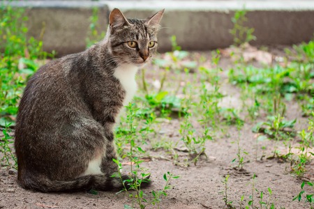 portrait of a cute gray kitten sitting on the ground on a blurred background of green grassの写真素材
