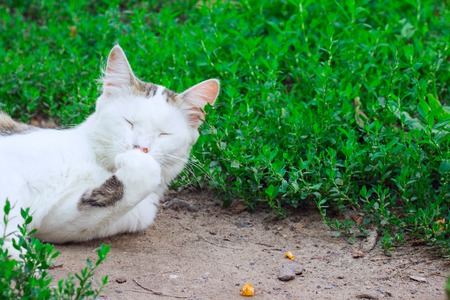 multi colored cat with white muzzle yawns covering his paw with his mouth lying down on a path on a blurred background of green grass concept of cute and domestic animalsの写真素材