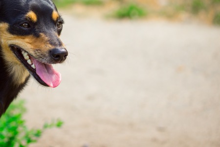 muzzle dog with open jaws and sticking out tongue peeps out from behind the frame edge concept of cute and domestic animalsの写真素材