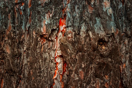 fabulous pine trunk texture fascinating and mysterious natural background for design with dark edgesの写真素材