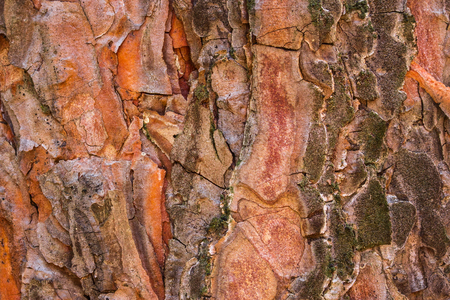 bright texture of pine bark covered with moss and cracked natural patterns fantastic background for designの写真素材
