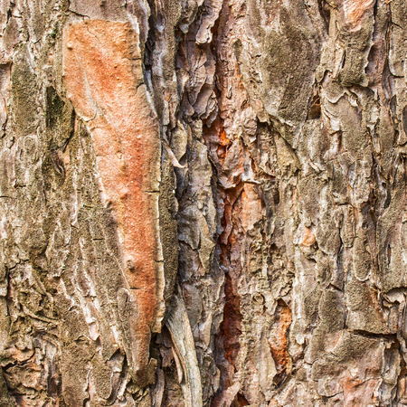 bright pine texture closeup fantastic natural background for designの写真素材