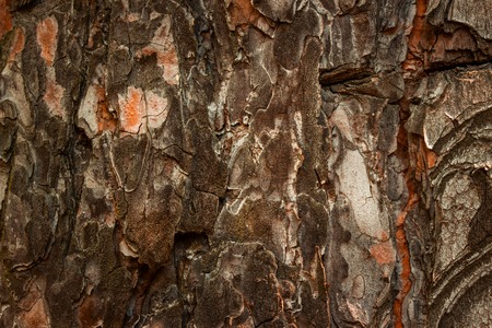 mysterious pine texture with bark and moss natural background for designの写真素材
