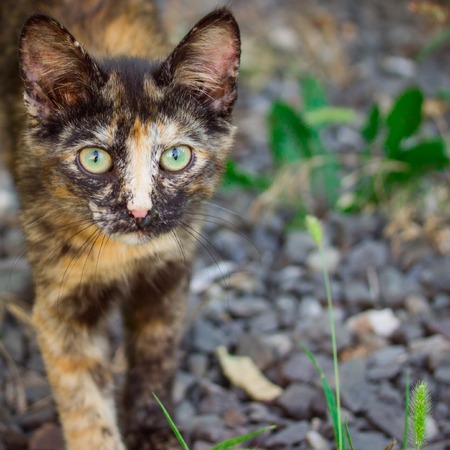 portrait of a colorful kitten with green eyes closeup of a blurred concept of cute and domestic animalsの写真素材