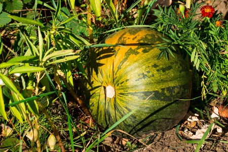 Shiny sunlight pumpkin grows in the garden concept of harvest and agricultureの写真素材