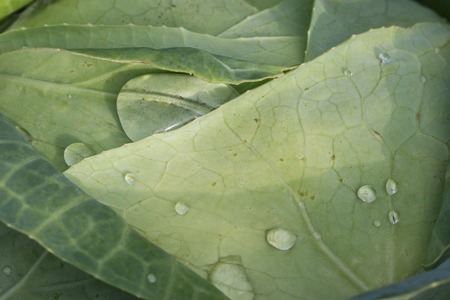 texture of a cabbage close-up covered with bright drops after a rain concept of food and agricultureの写真素材