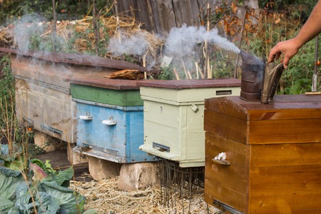 the farmer's hand arranged a smoke screen over the beehives concept of beekeeping
