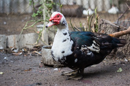 beautiful portrait of a colorful house duck concept of birds and farmingの写真素材