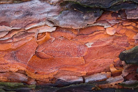 texture of pine wood with a bright orange center illuminated by sunlight background for design...