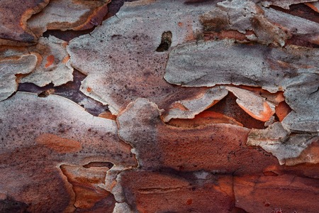 beautiful patterns on the surface of a wild pine closeup fascinating wooden texture background for designの写真素材