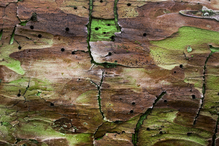 texture of a multi-colored pine close-up with fantastic patterns and partially peeled bark grunge background for designの写真素材
