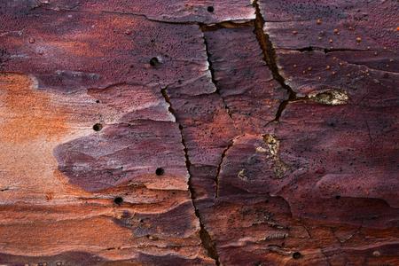 natural pine wood texture multicolored with dark holes left by insects concept of environment background for designの写真素材
