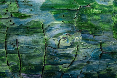 mystical and multi-colored pine wood texture close-up of bright patterns look fantastic natural background for designの写真素材