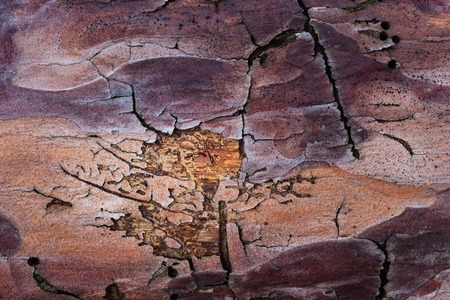 fantastic pine wood texture with mystical patterns with dark cracks and scratches grunge background for design concept of natureの写真素材