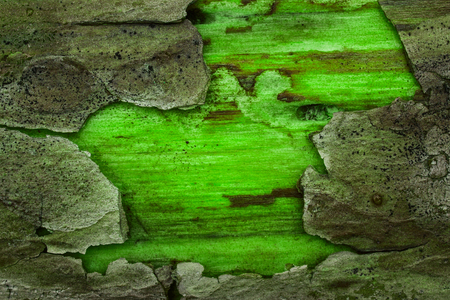fantastic texture of green pine wood covered with gray bark bright natural background for designの写真素材