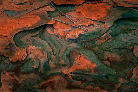 art forest abstraction multicolored texture of pine tree bark close-up fantastic background for...
