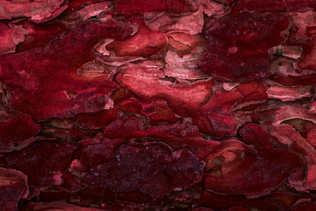 fantastic dark red pine texture close up mystical patterns of tree bark forest background for designの写真素材