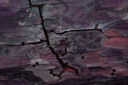 purple mysterious texture of pine tree bark with cracks and holes close-up natural fantastic...