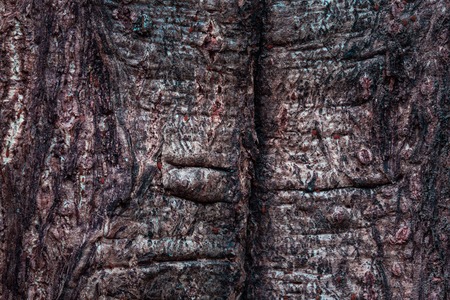 mystical wood texture with a rough surface close-up of a natural grunge background for design a mysterious atmosphereの写真素材