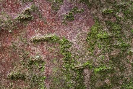 fantastic forest background. tree bark covered with a thin layer of green moss natural texture for...