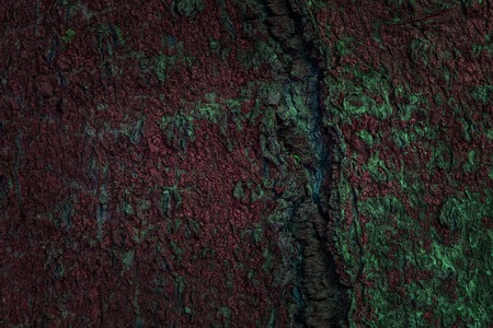 mysterious and multi-colored texture of bark fir close-up artistic grunge background for design...