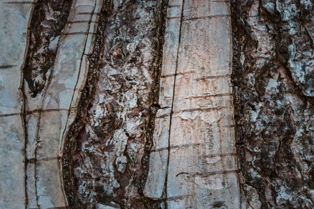 birch bark with natural patterns close-up mysterious atmosphere background for design