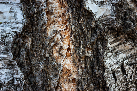 bright fantasy birch trunk texture with stripped mystical middle forest background for designの写真素材