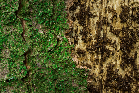 pine bark covered with green moss and wood with peeled bark texture closeup of forest background for...