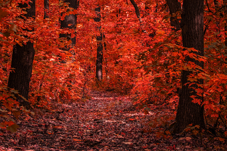 bright orange leaves grow on trees and lie on the ground in a clean autumn forest with a path concept of the golden season and natureの写真素材
