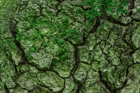 texture of old forest tree close-up green bark covered with moss natural background for design