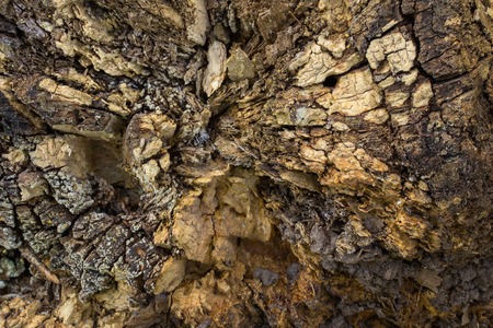 bright texture of old rotten log close up with uneven surface natural background for design