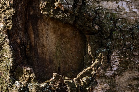 texture of forest wood hiding under a thick layer of bark forest background for designの写真素材