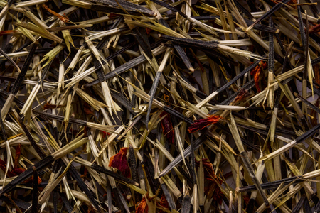 marigold flower seed texture closeup nature and gardening concept background for designの写真素材