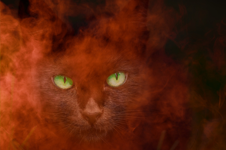 dark predatory cat muzzle with bright green eyes close-up in glowing fire fascinating abstraction...
