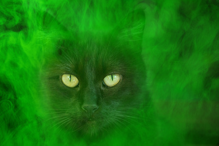 mystical abstraction portrait of a black cat with shiny yellow eyes close-up around a mystical green...