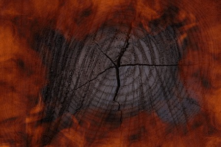 the flaming surface of a cracked stump close-up concept of the environment and forest fire