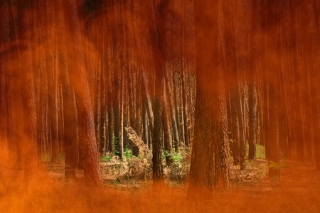 orange flame covered summer pine forest concept of fires and danger background for design