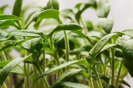 green tomato seedling grows concept of agriculture and crop close-upの写真素材
