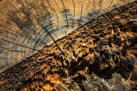 not smooth wood surface at the cut point close-up industrial background for design environmental conceptの写真素材
