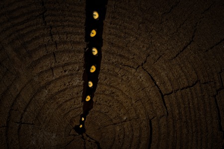 bright orange eyes of insects sparkle in a dark crack of an old stump surface texture concept of wildlifeの写真素材
