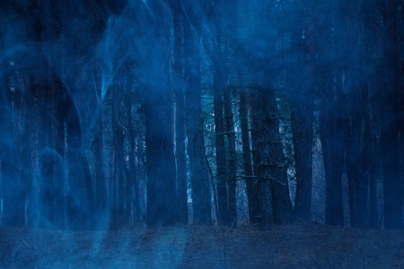 mysterious tall pines behind the blue ghostly mist night breathtaking forest no one around the concept of nature and Halloweenの写真素材